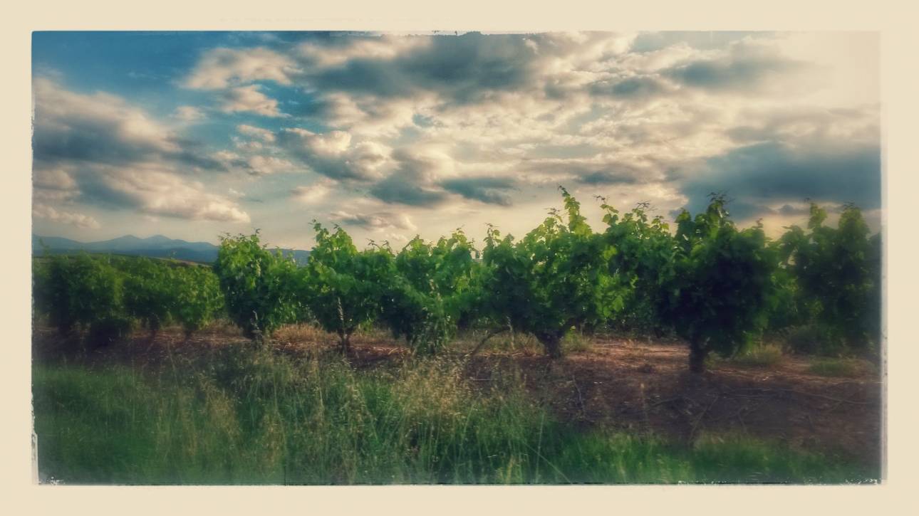 La Rioja - viñedos, vino, tempranillo