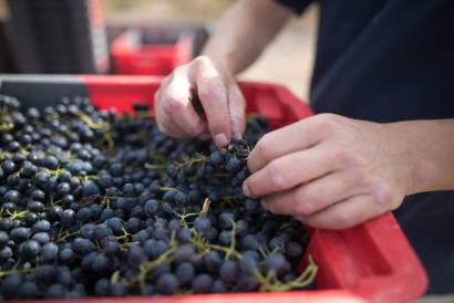 clon, hibrido o cruce